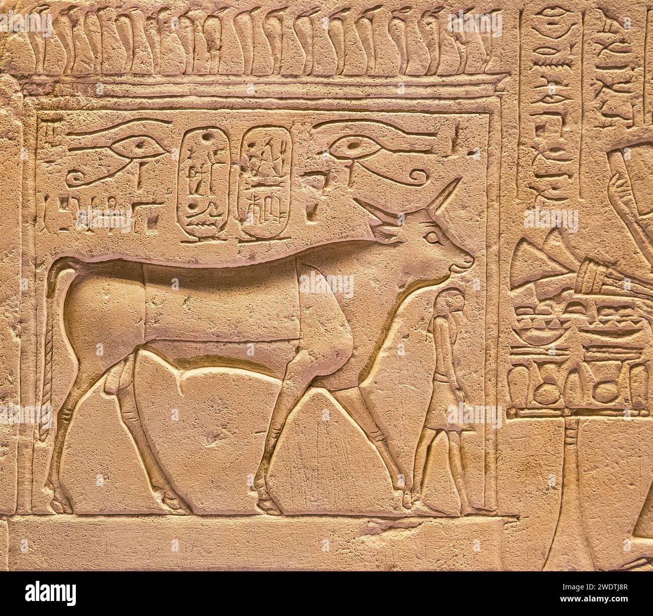 Egypt, Saqqara, Serapeum, detail of an Apis bull stele : Bull protecting the king. Stock Photo