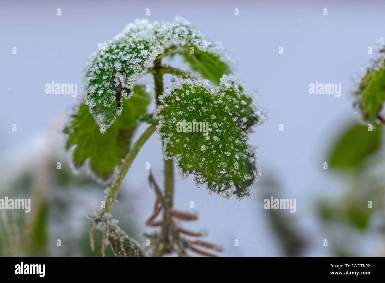 Green frost covered leaves hi-res stock photography and images - Alamy