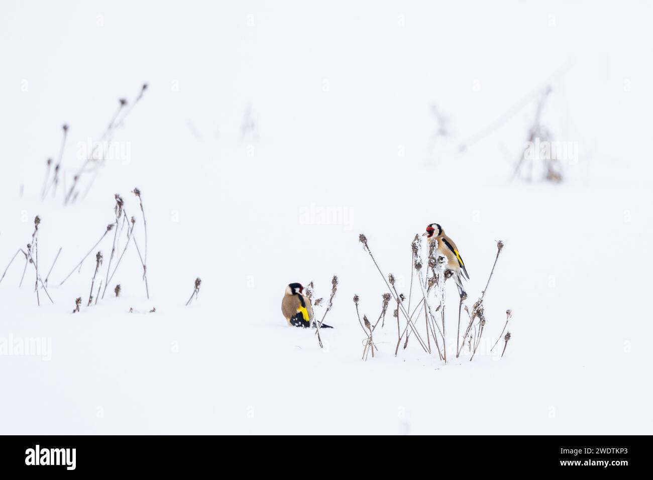 Beautiful Goldfinch, Carduelis carduelis, feeding on the seeds of a wild plant, covered in snow and frost in winter. Stock Photo