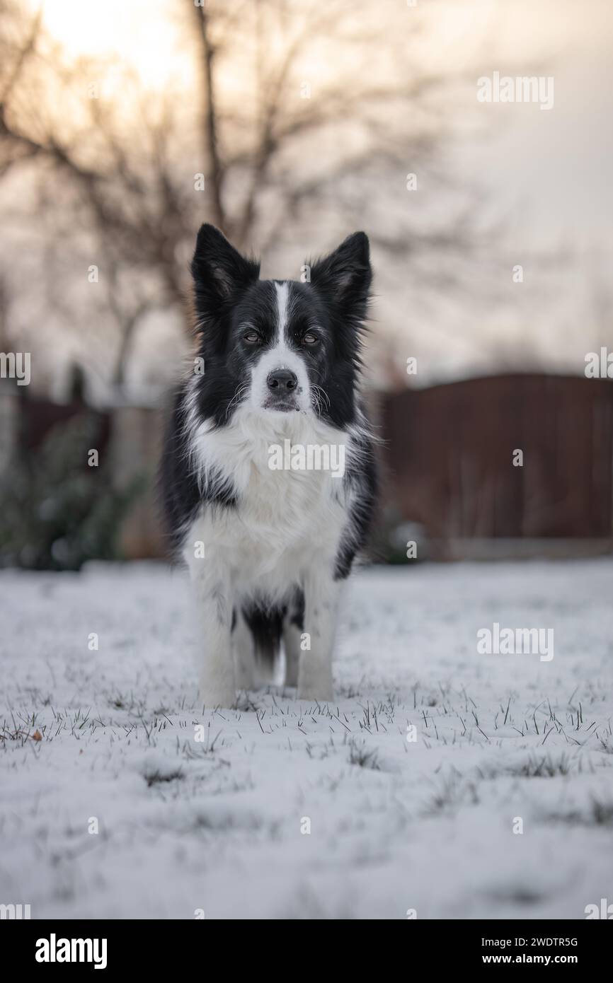 Standing Border Collie in Snow Covered Garden. Black and White Dog in