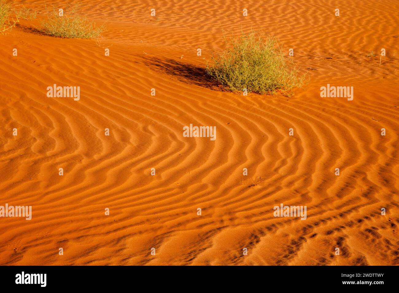 A tumbleweed in the rippled sand dunes in the Monument Valley Navajo Tribal Park in Arizona. Stock Photo
