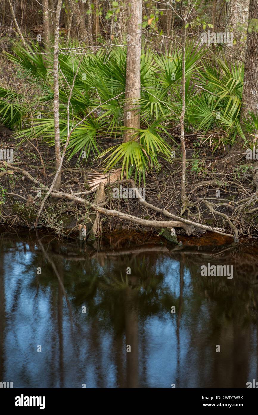 A Saw Palmetto, Serenoa repens, on the banks of a swamp in a water tupelo forest in the Panhandle of northern Florida. Stock Photo