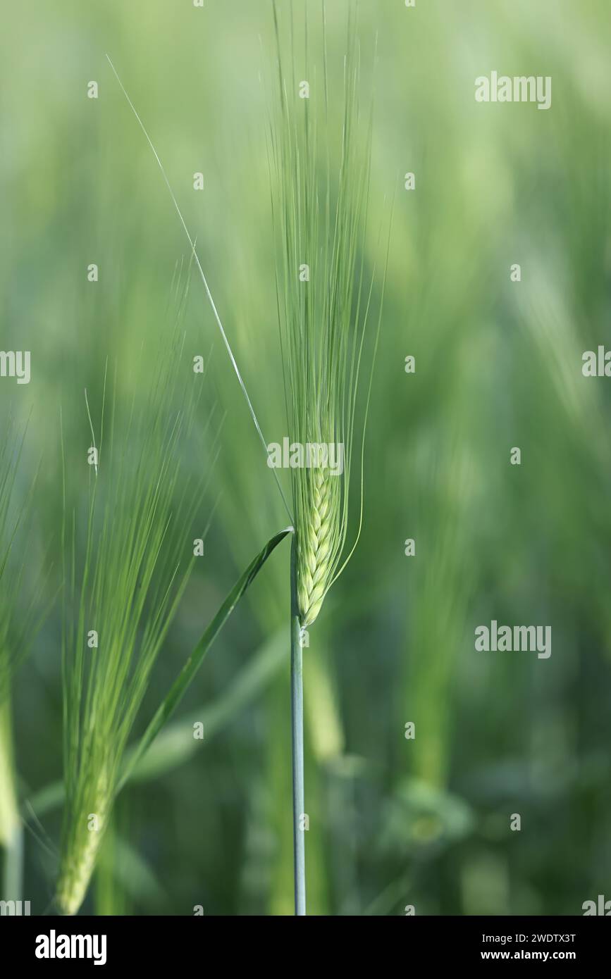 Closeup of Barley, Hordeum vulgare Stock Photo