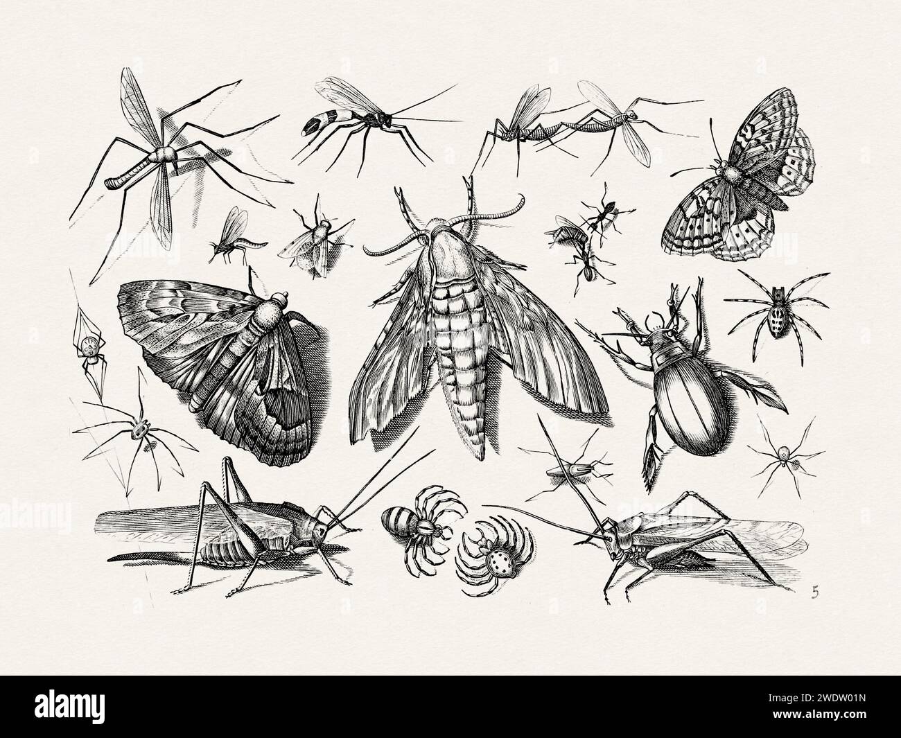 Antique Bugs Illustration: 17th-Century Insects by Jacob Hoefnagel ...