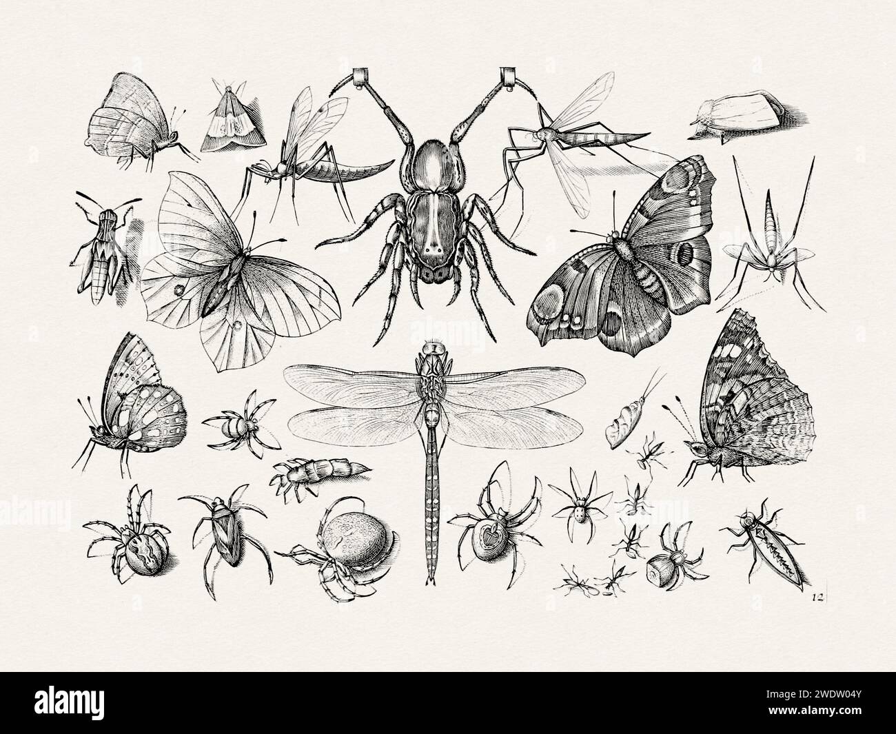 Antique Bugs Illustration: 17th-Century Insects by Jacob Hoefnagel - Butterflies, Dragonflies, Beetles, Flies, Spiders, and More. Stock Photo