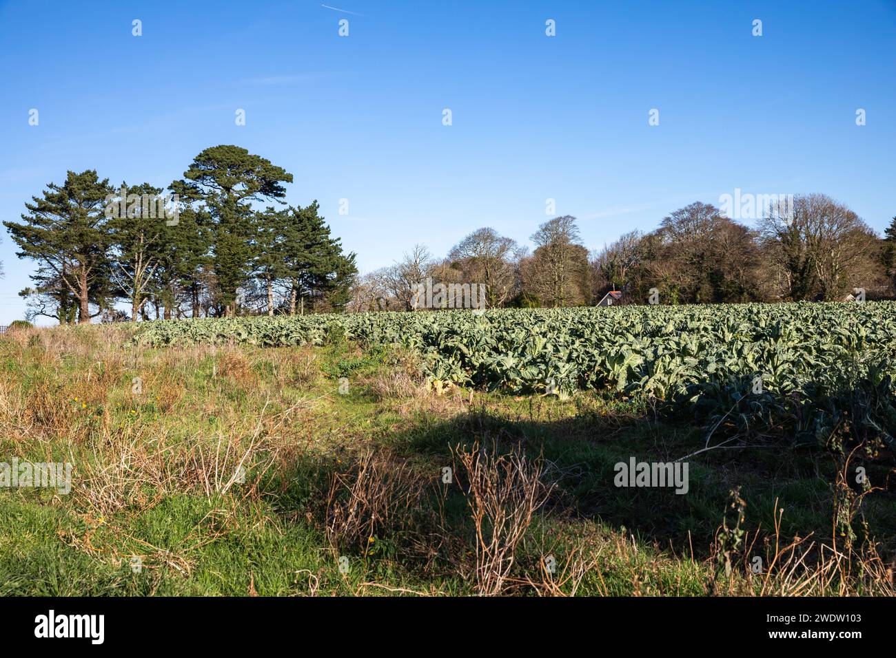 Greens growing in a field on a Sunny Winter's Day in Trebah Garden in Cornwall Stock Photo