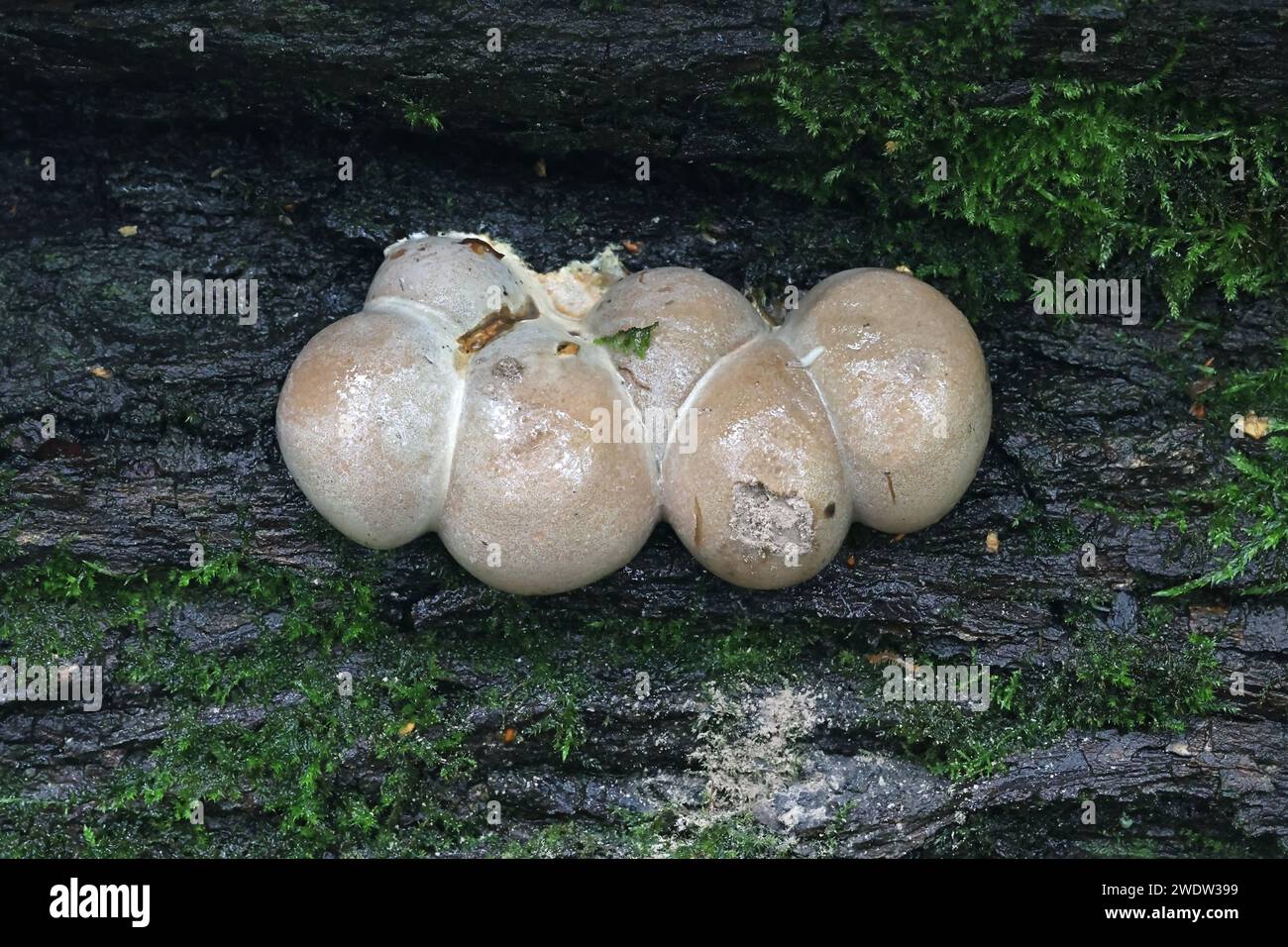 Lycogala flavofuscum, greater wolf's milk slime mold, myxomycetes from Finland Stock Photo