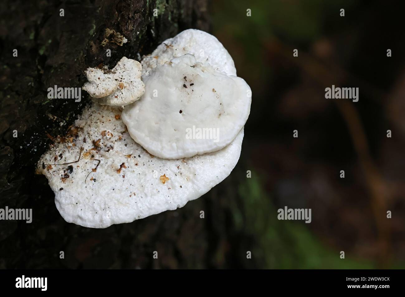 Postia stiptica, commonly known as bitter bracket fungus, wild polypore from Finland Stock Photo