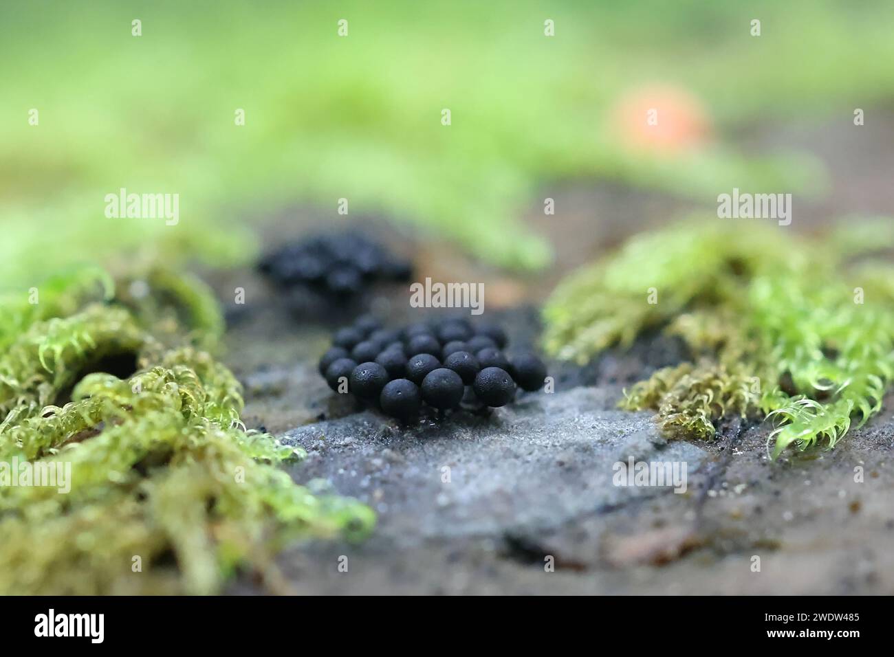 Enerthenema papillatum, a slime mold from Finland,  no common English name Stock Photo
