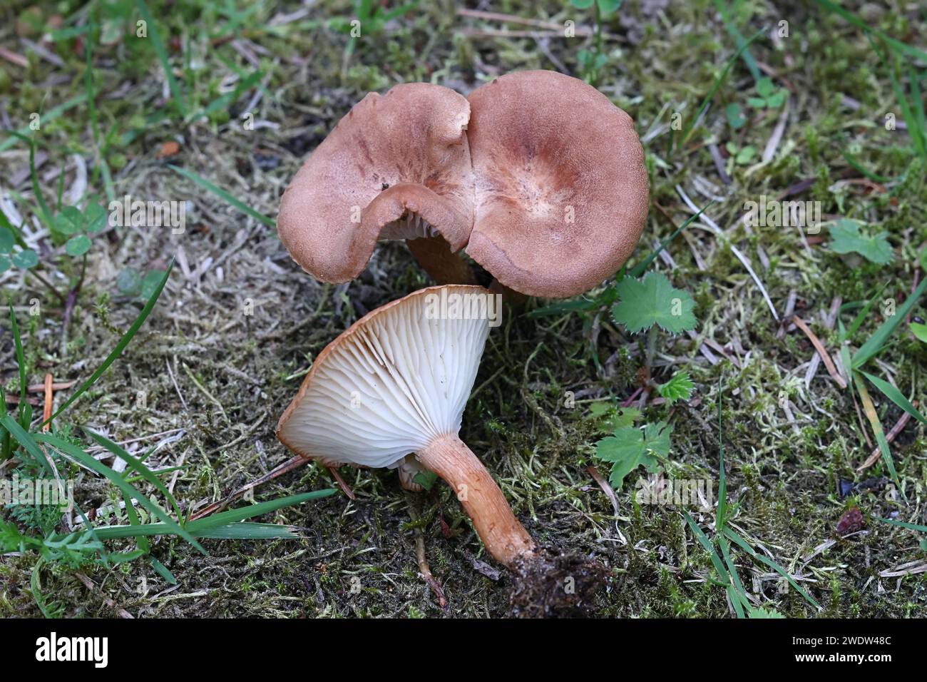 Infundibulicybe squamulosa, a funnel cap mushroom from Finland, no common English name Stock Photo