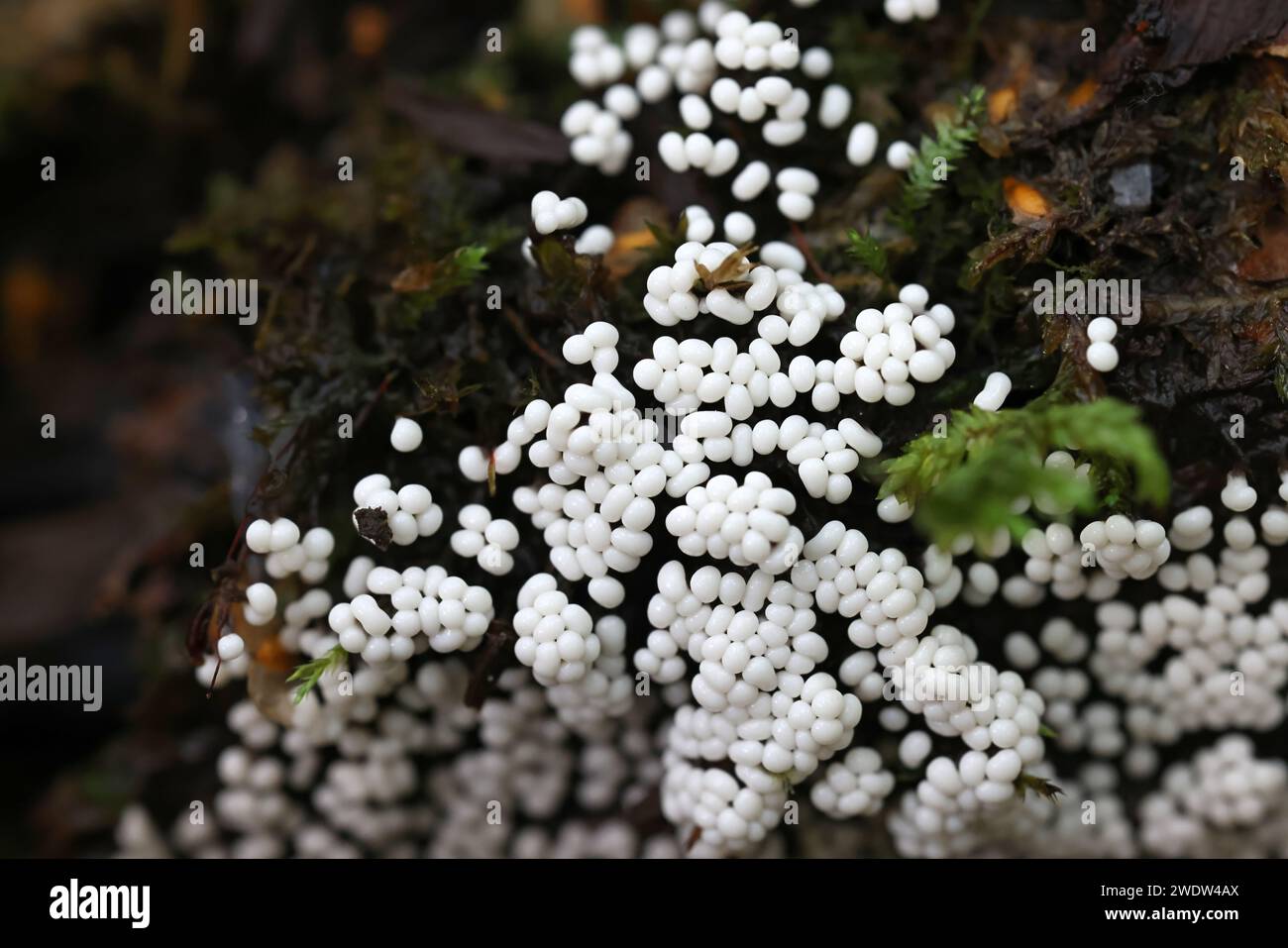 Trichia varia, a slime mold from Finland, no common English name Stock Photo