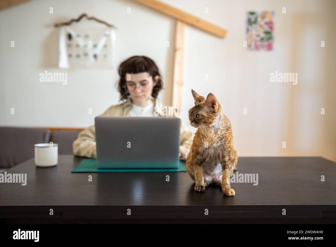 Devon rex cat sitting on table, waiting for amusement while pet owner works on computer, studies Stock Photo