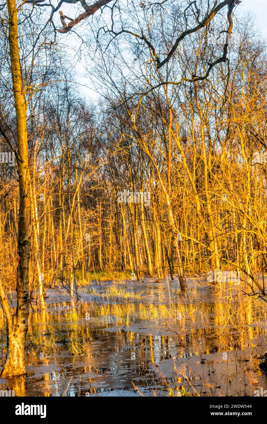 Winter sunlight on flooded and partially frozen woodland at Ken Hill, Norfolk. Stock Photo