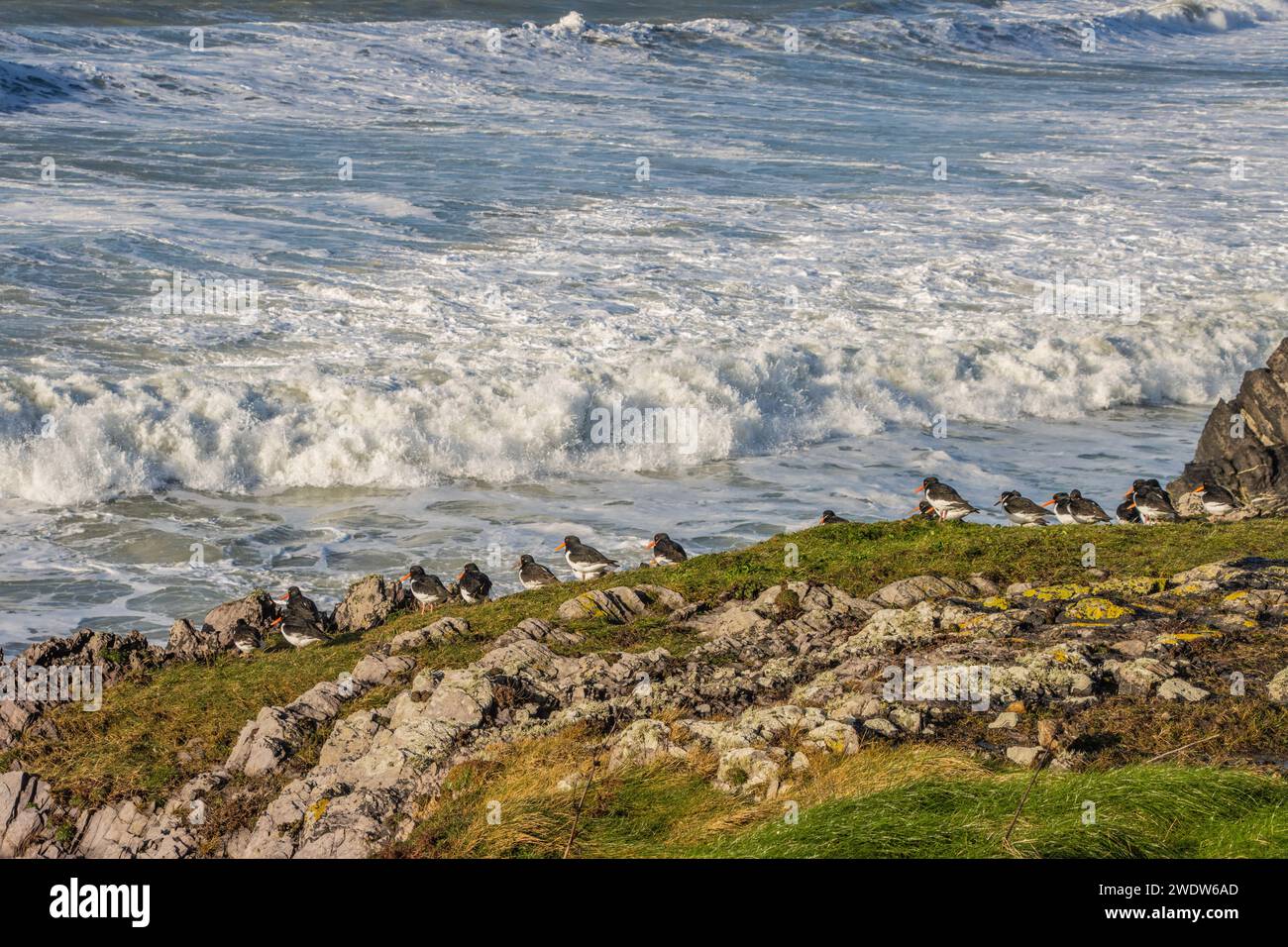 Dunworley, West Cork after Storm Isha. Jan 2024 Stock Photo Alamy