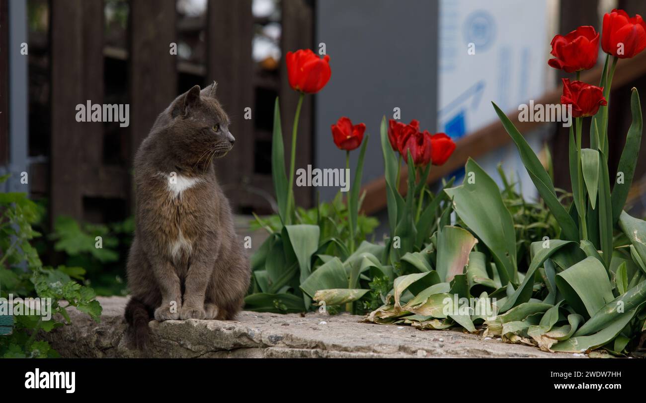a gray cat sits beautifully with a blurred background Stock Photo