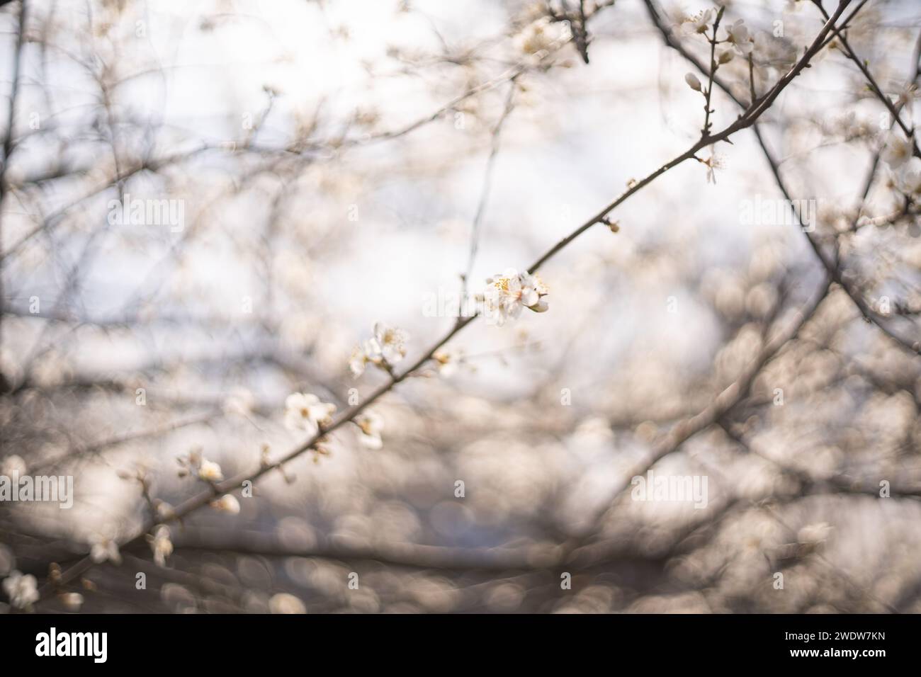 Tree branches flora in nature hi-res stock photography and images - Alamy