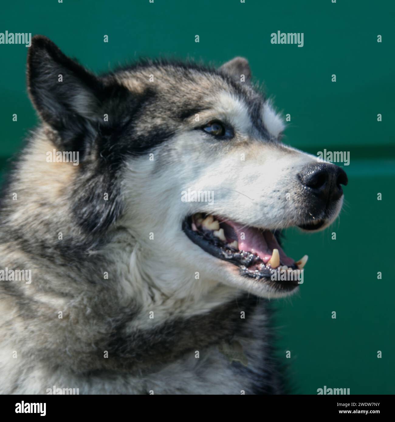 Alaskan Malamute Stock Photo