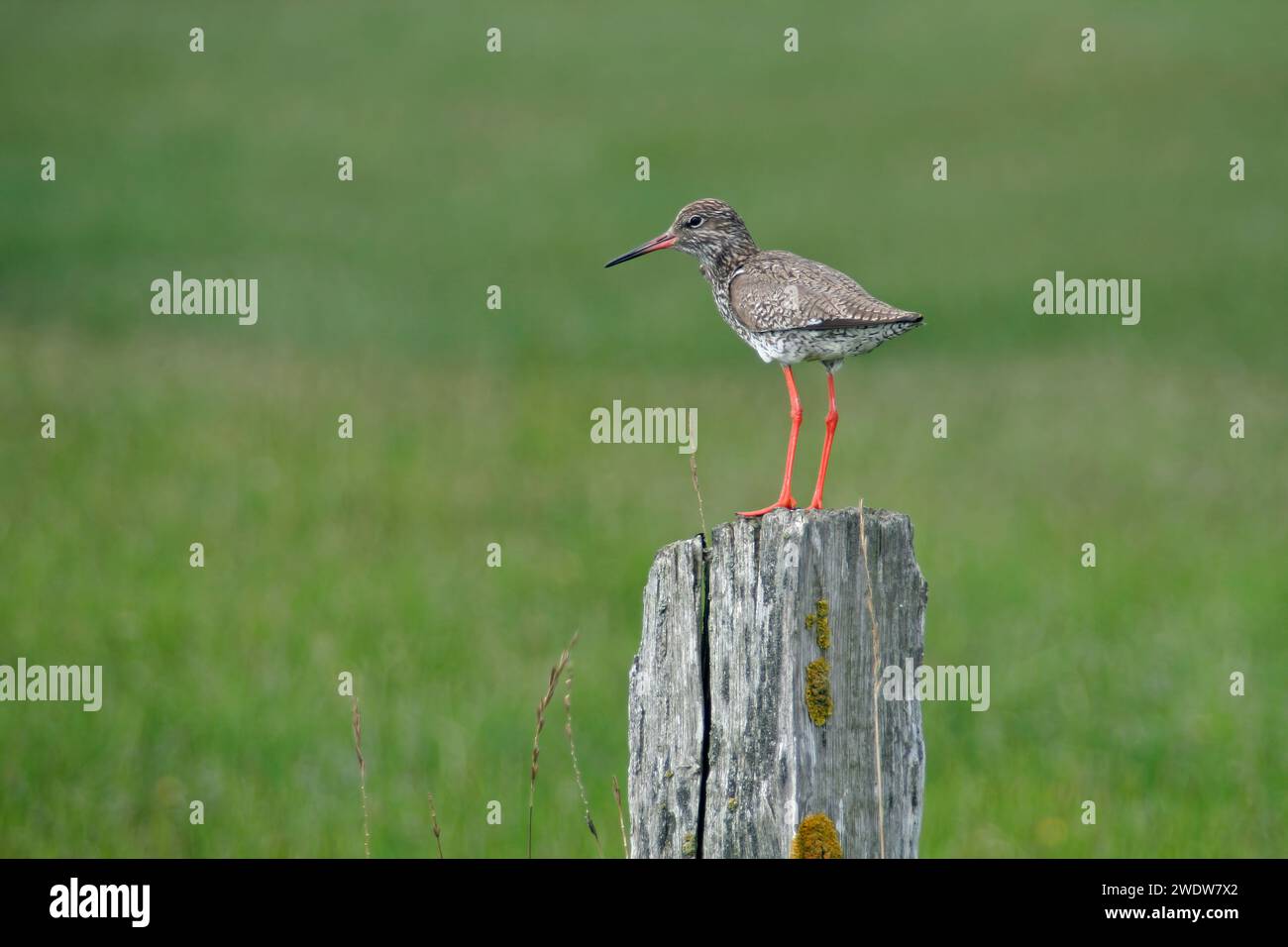 Nordsee wildtiere hi-res stock photography and images - Alamy