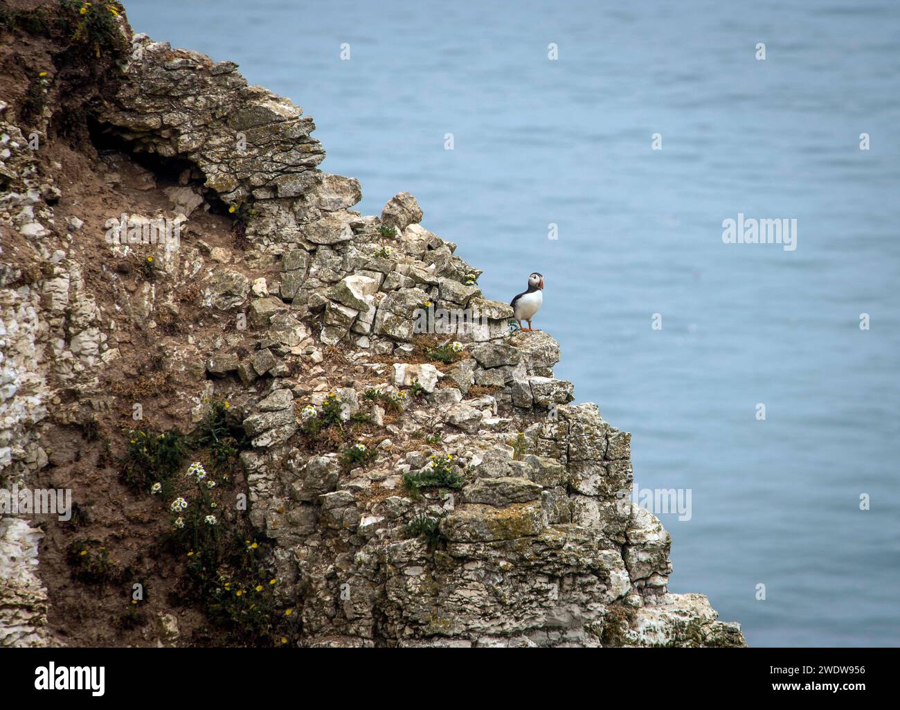 A solitary puffin nesting on the chalk cliffs of Bempton, East Yorkshire, UK Stock Photo