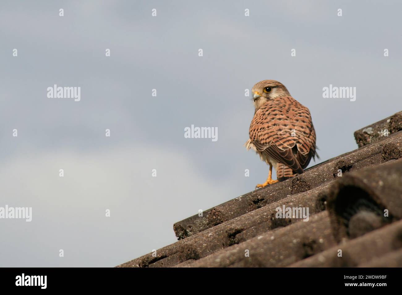 Common Kestrel Stock Photo