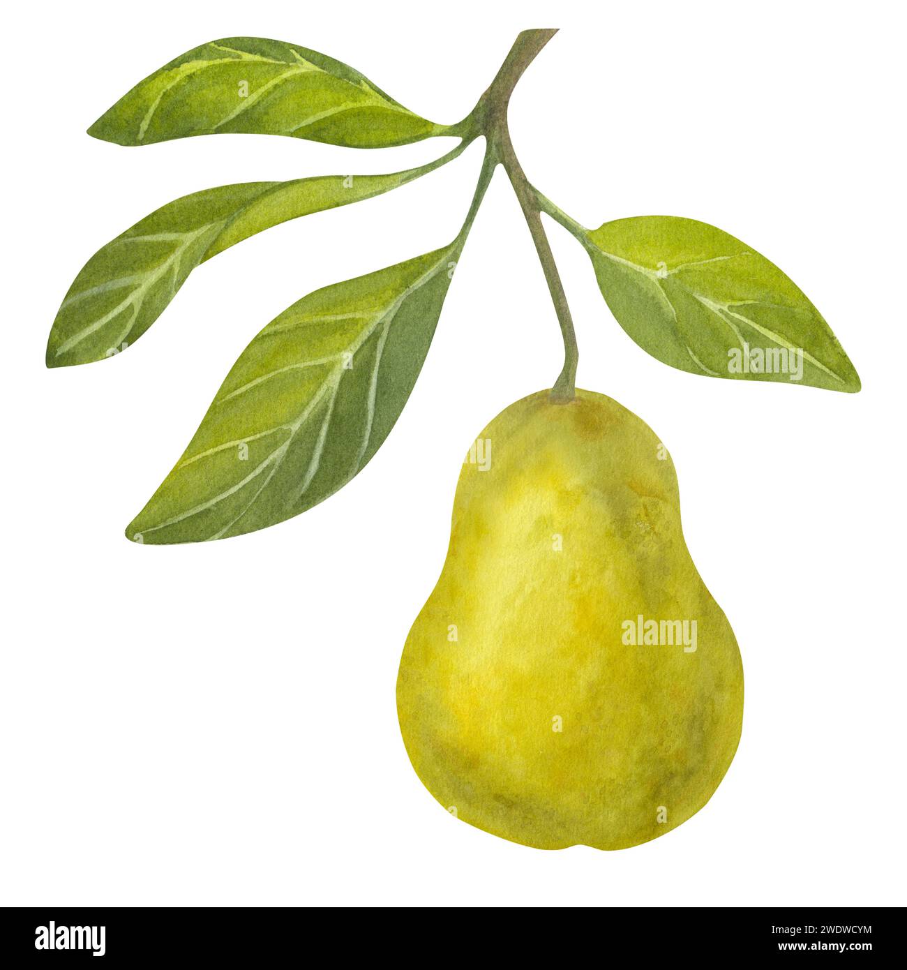 Watercolor pear. Whole fresh ripe yellow honey fruit with green leaves ...