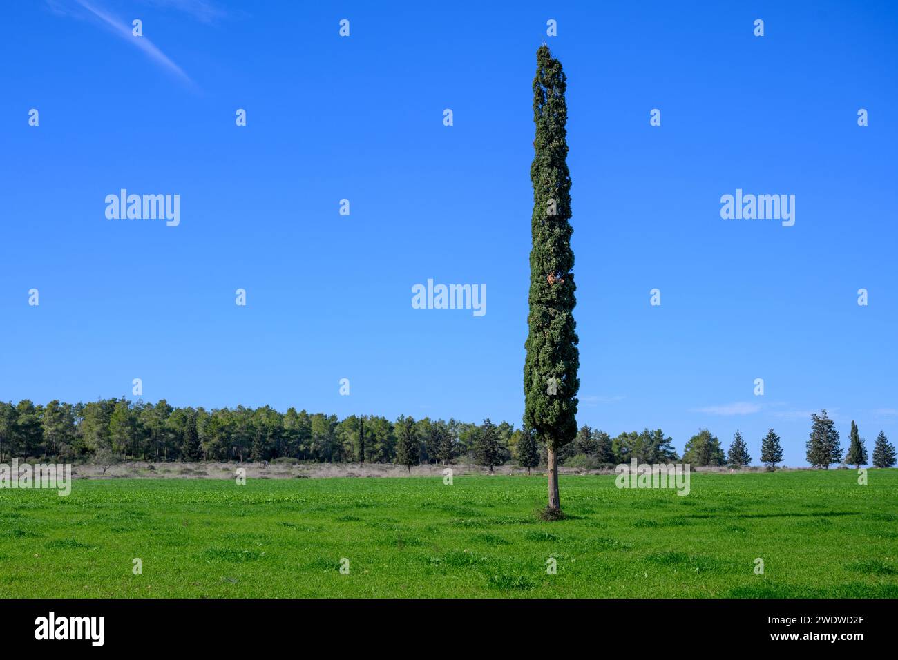 A lone cypress tree in a lush green field Cupressus is one of several genera of evergreen conifers within the family Cupressaceae photographed in Isra Stock Photo