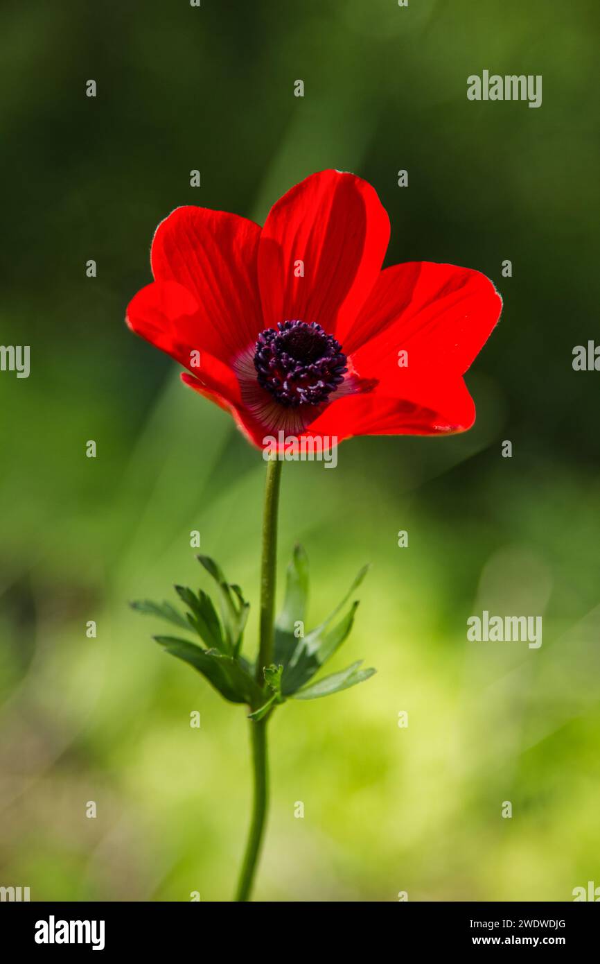 Close up of a red Anemone coronaria (Poppy Anemone). This wildflower can appear in several colours. Mainly red, purple, blue and white Photographed in Stock Photo