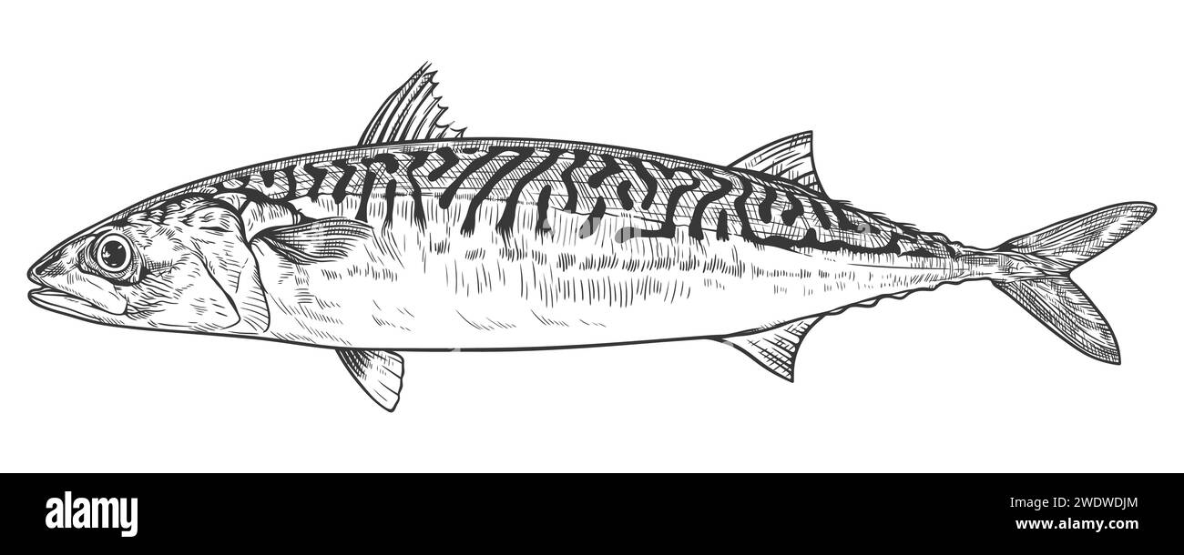Mackerel fish. Vector illustration in engraving style Stock Vector Image & Art Alamy
