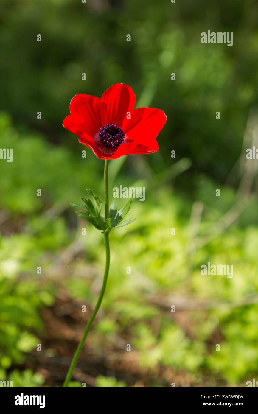 Close up of a red Anemone coronaria (Poppy Anemone). This wildflower can appear in several colours. Mainly red, purple, blue and white Photographed in Stock Photo