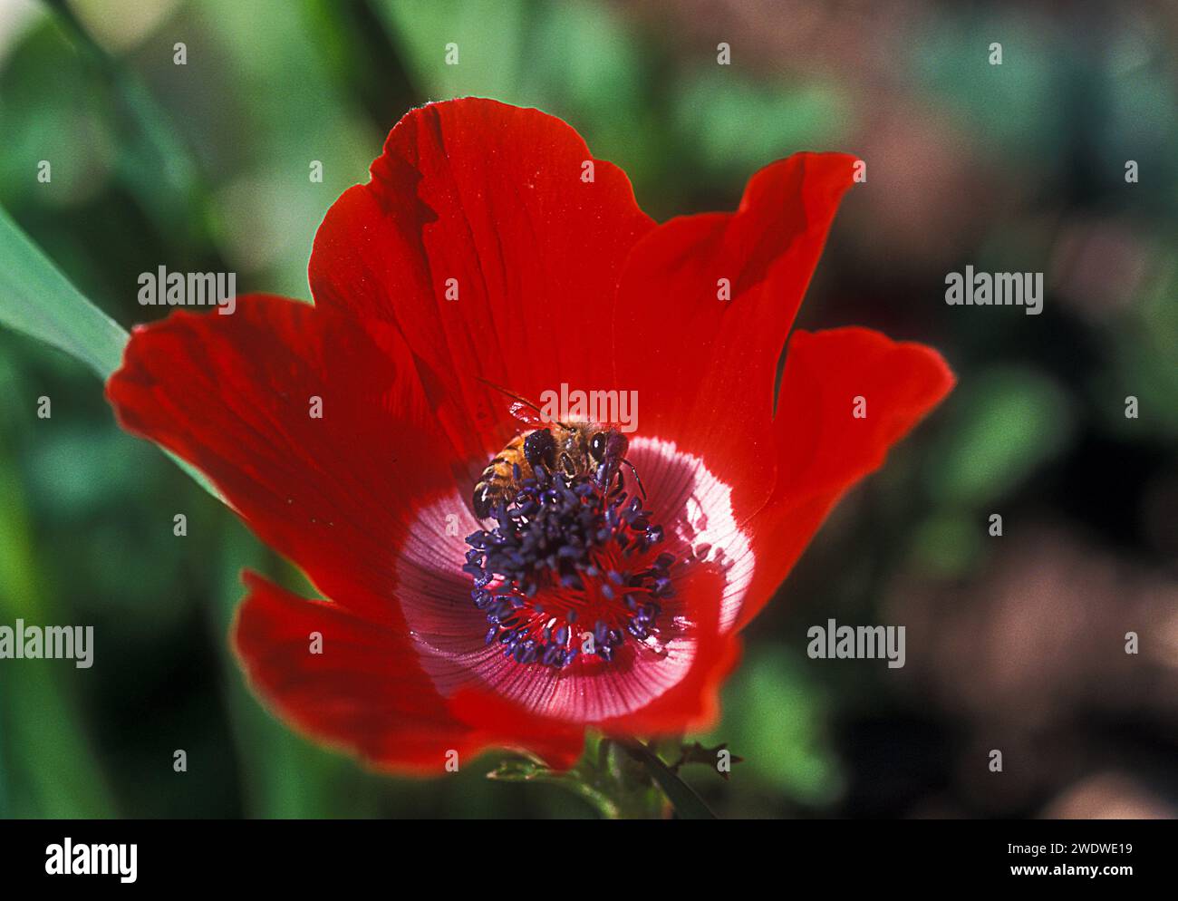Close up of a red Anemone coronaria (Poppy Anemone). with a honey bee collecting nectar Stock Photo