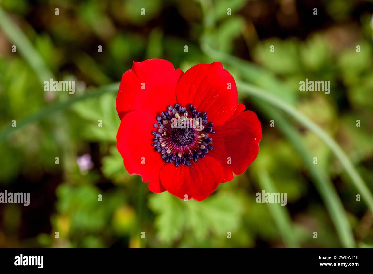 Close up of a red Anemone coronaria (Poppy Anemone). with a honey bee collecting nectar Stock Photo