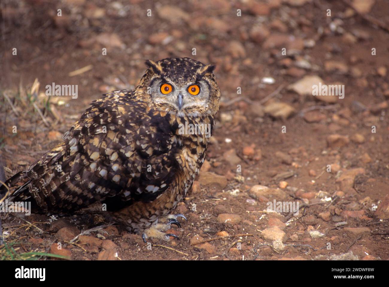 Cape eagle owl (Bubo capensis). This large owl is found in areas of eastern and southern Africa. It feeds on hares and smaller mammals, as well as on Stock Photo