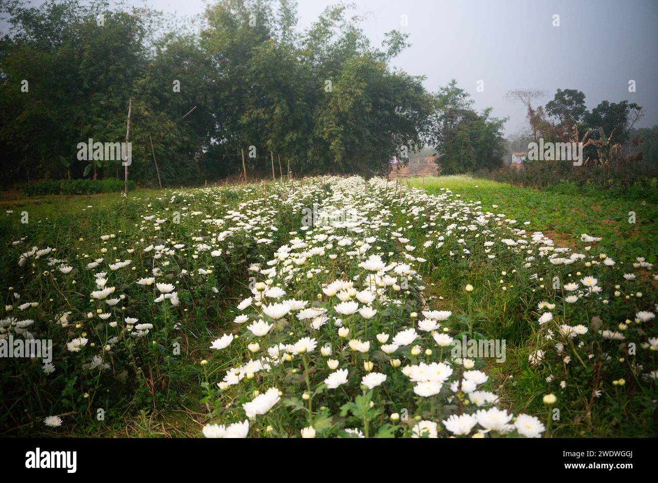 Vast field of budding white Chrysanthemums, Chandramalika, Chandramallika, mums , chrysanths, genus Chrysanthemum, family Asteraceae. Winter morning. Stock Photo