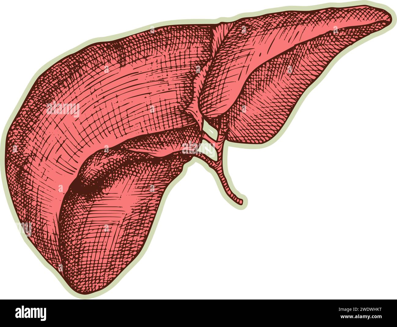 Liver diagram - MEDizzy