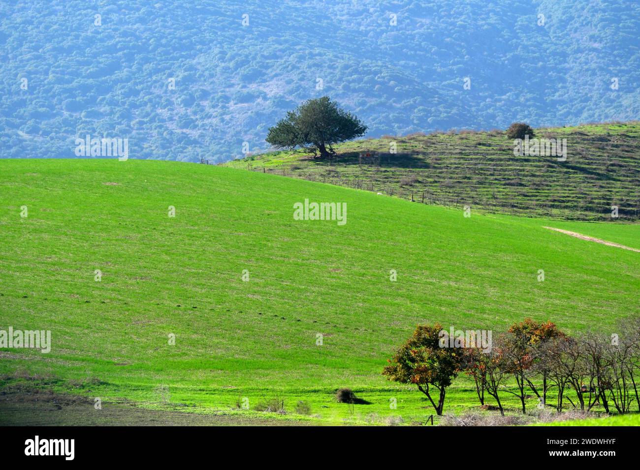 Lush green grass hilly hi-res stock photography and images - Alamy