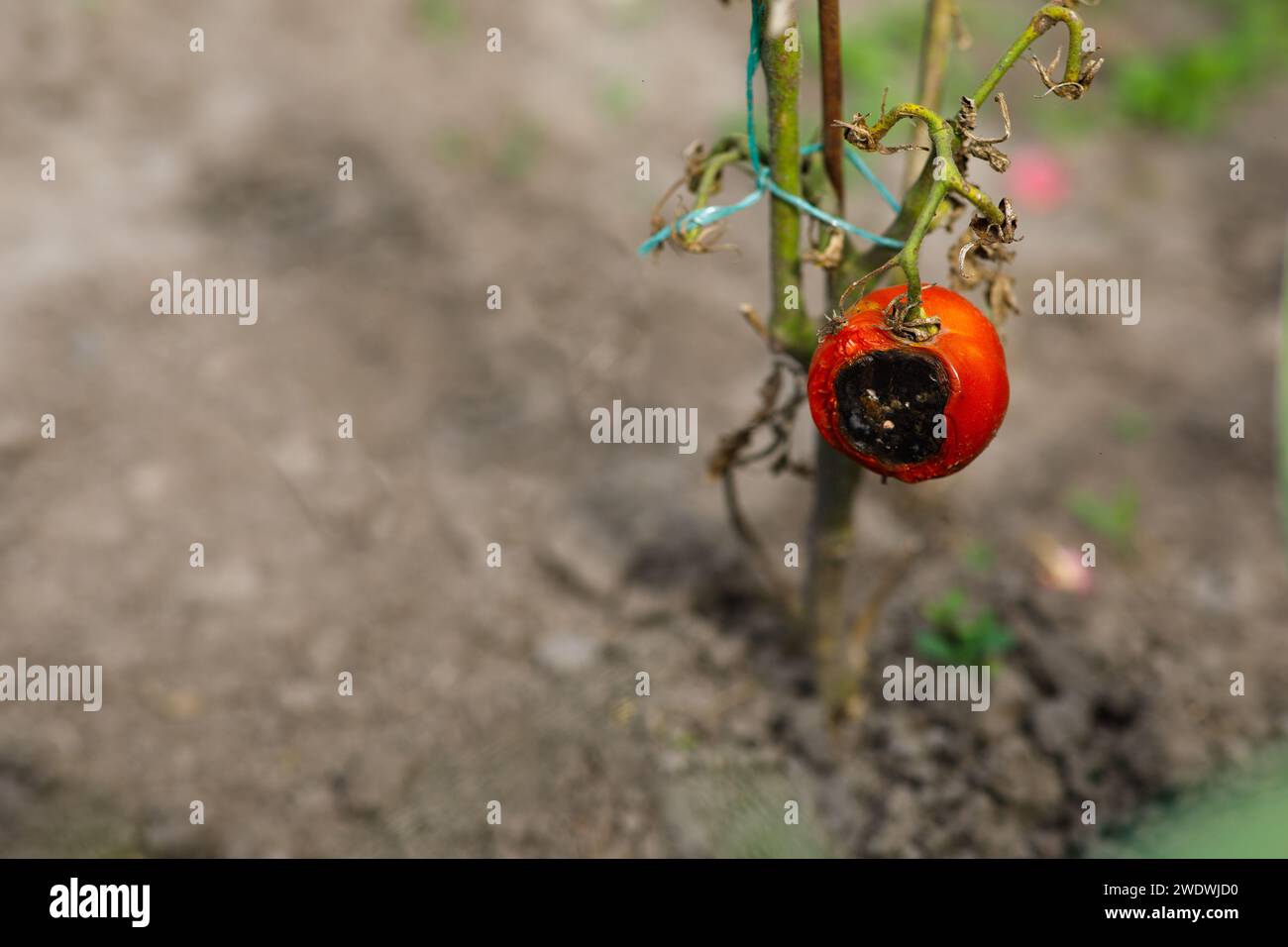 a half-rotten tomato on a bush in the garden. High quality photo Stock Photo