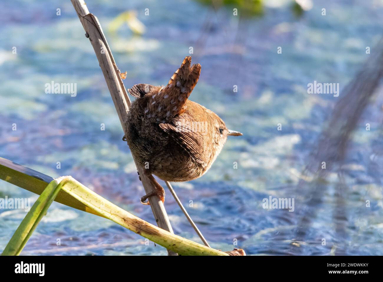 A wren (Troglodytes troglodytes) foraging among reeds at the edge of a frozen canal during winter, England, UK Stock Photo