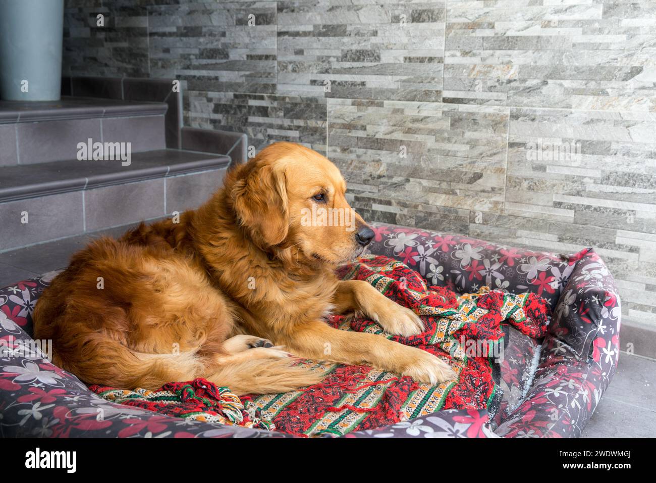A golden retriever is resting on his bed Stock Photo - Alamy
