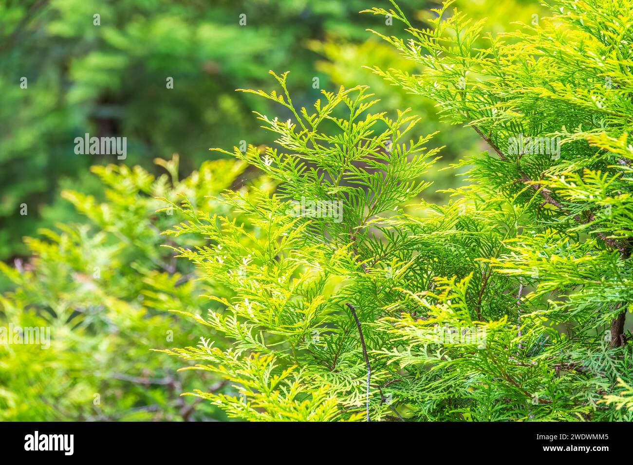 Thuja occidentalis green foliage. Green thuja tree branches, background. Thuja occidentalis, or eastern arborvitae close-up. texture background. Stock Photo