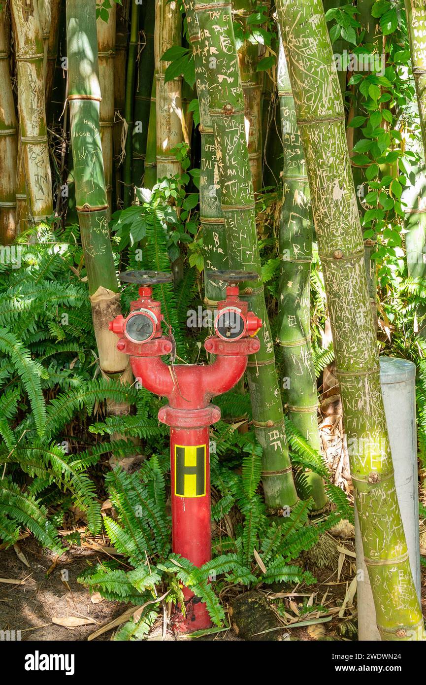 Fire Hydrant in Western Australia in front of stand of bamboo which has had graffiti carved into it Stock Photo