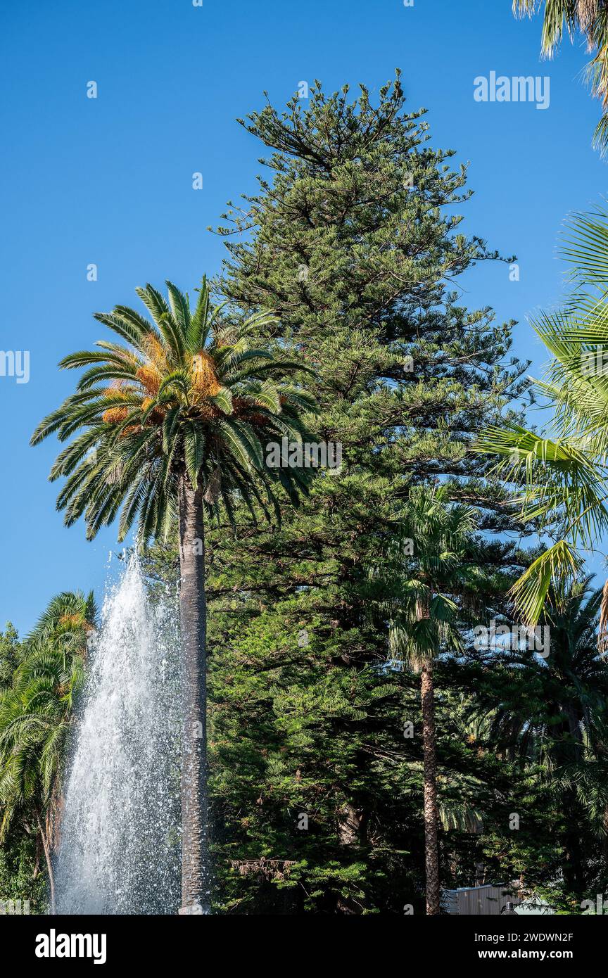 trees with a fountain in front on a lovely clear blue sunny day Stock ...