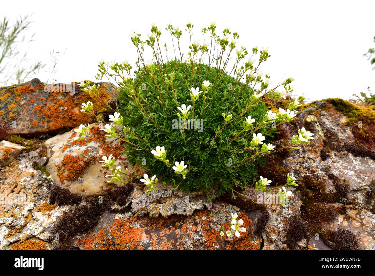 Saxifraga babiana is a perennial herb endemic to Cantabrian Mountains (Asturias and Leon). This photo was taken in Babia, Leon province, Castilla-Leon Stock Photo