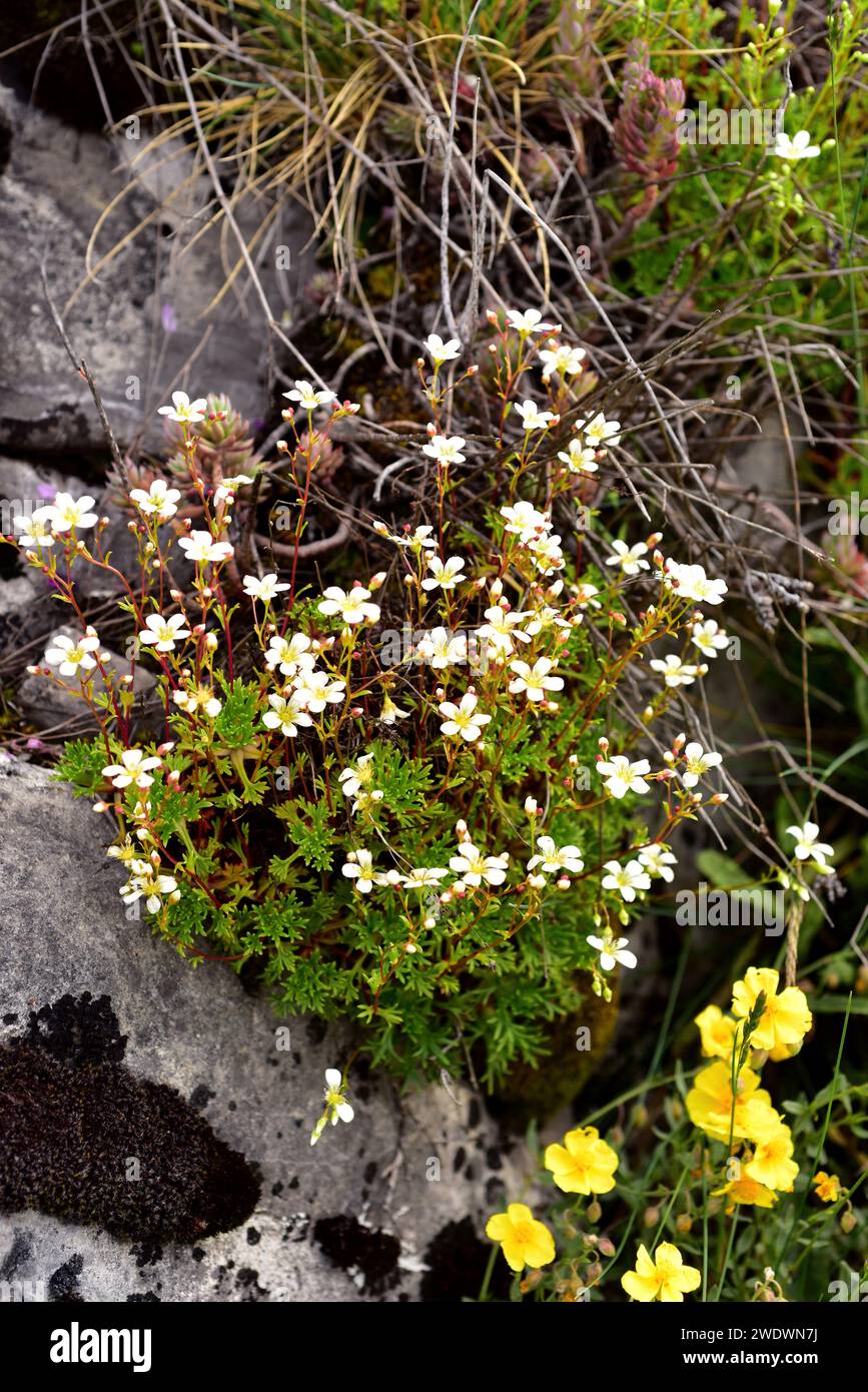 Saxifraga babiana is a perennial herb endemic to Cantabrian Mountains (Asturias and Leon). This photo was taken in Babia, Leon province, Castilla-Leon Stock Photo