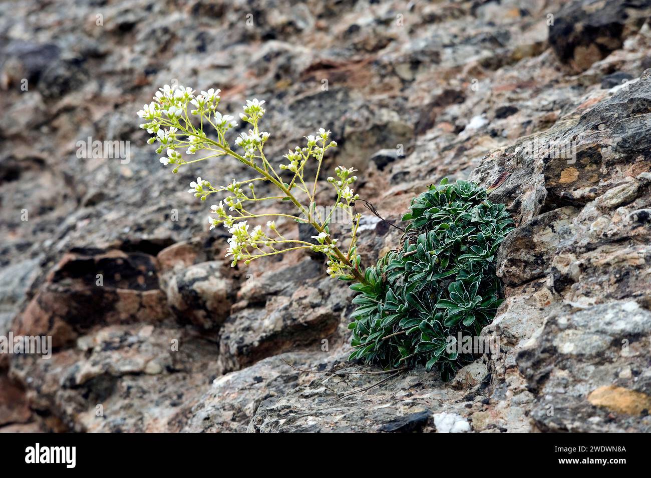 Limestone saxifrage (Saxifraga callosa) is a perennial herb native to some mountains of Catalonia (Spain), south France and Italy. The copy of the pho Stock Photo