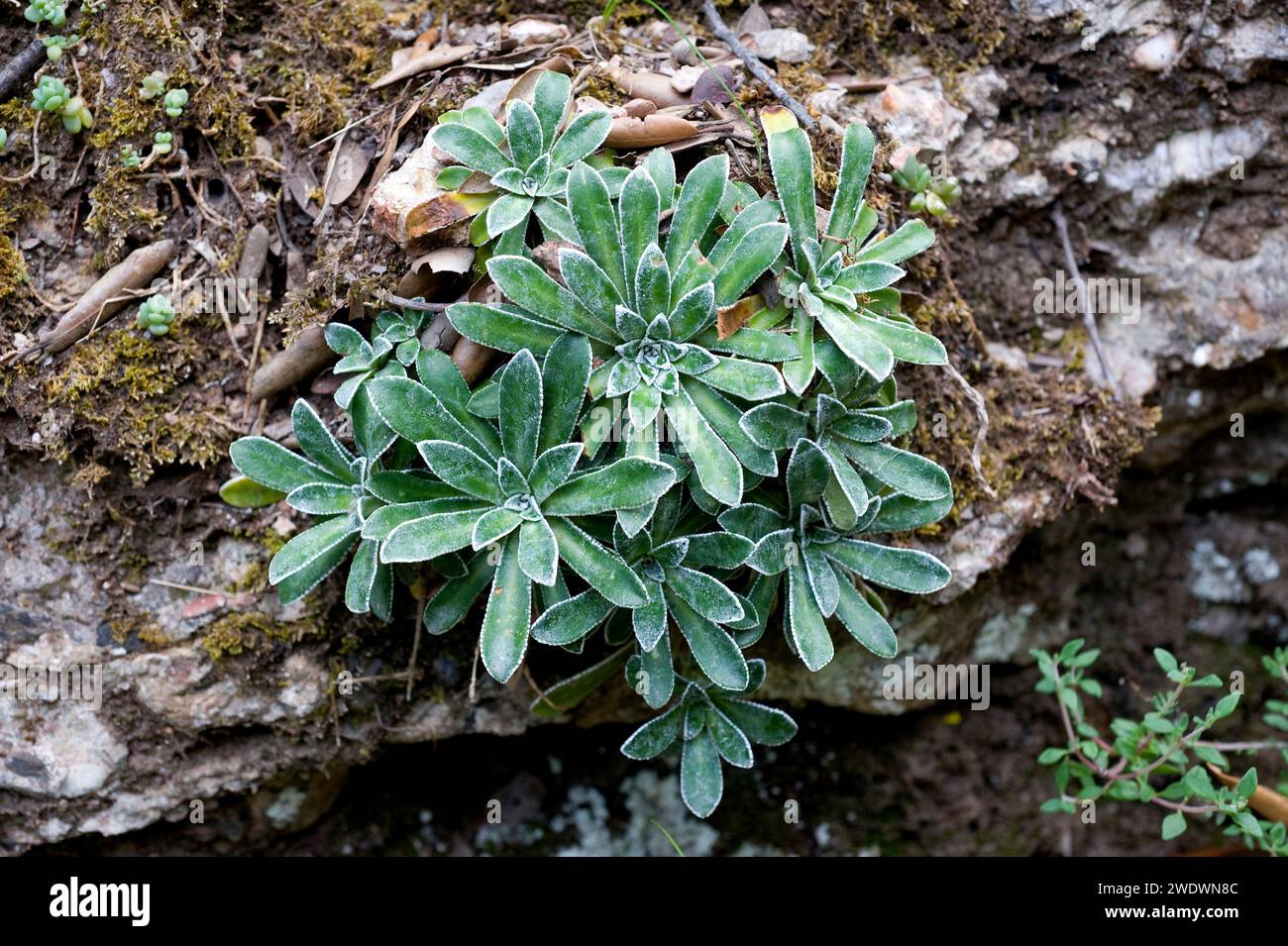 Limestone saxifrage (Saxifraga callosa) is a perennial herb native to some mountains of Catalonia (Spain), south France and Italy. The copy of the pho Stock Photo