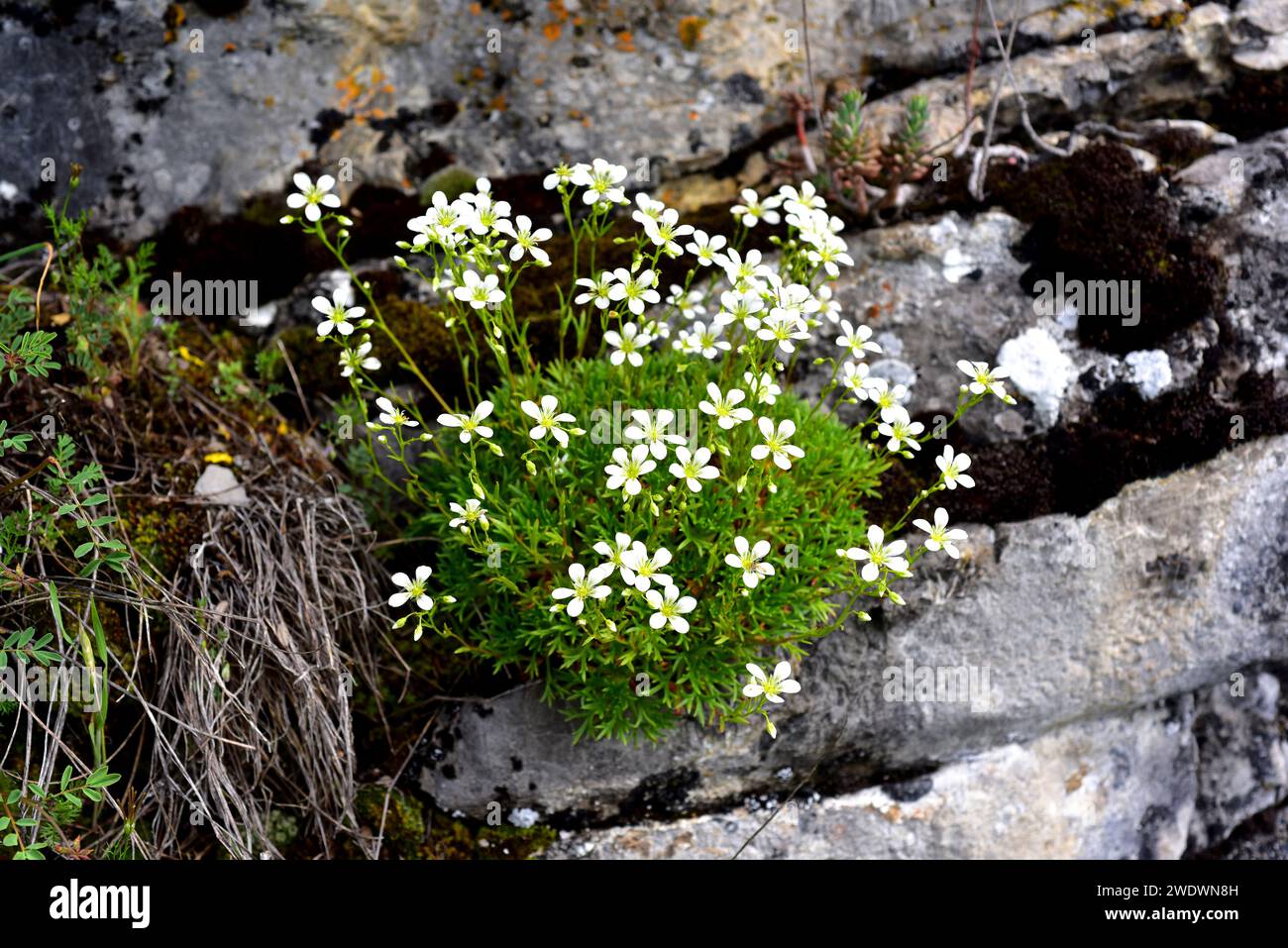 Saxifraga canaliculata is a perennial herb endemic to Cantabrian Mountains. This photo was taken in Babia, Leon province, Castilla-Leon, Spain. Stock Photo