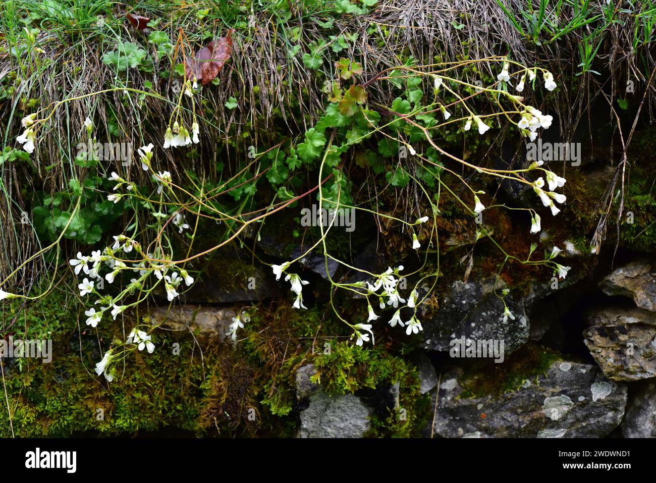 Meadow saxifrage (Saxifraga granulata) is a perennial herb native to Europe and north Africa. This photo was taken in Babia, Leon province, Castilla-L Stock Photo