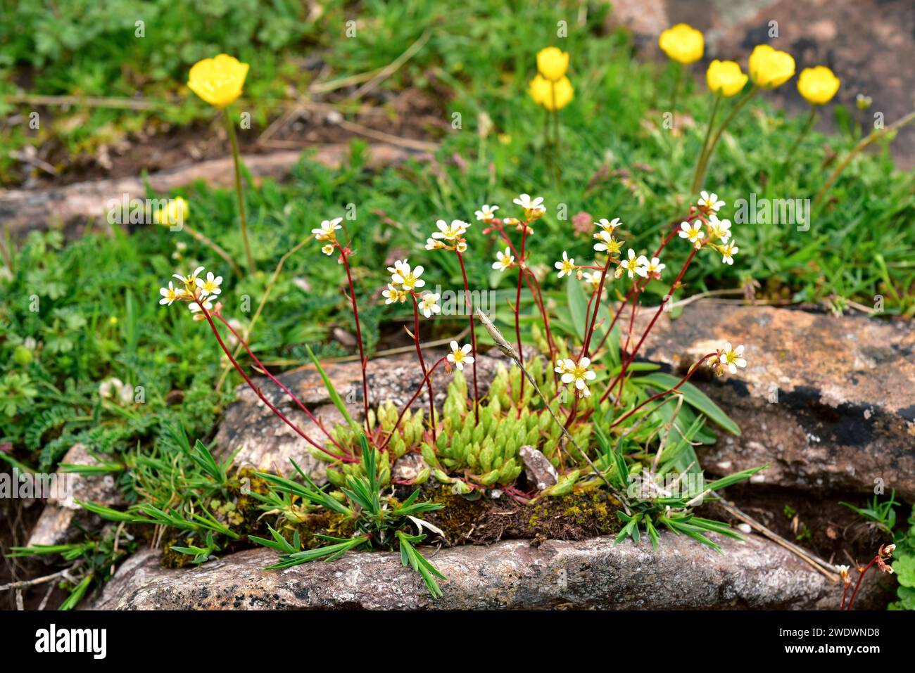 Mossy saxifrage (Saxifraga hypnoides) is a perennial herb native to France, Great Britain, Iceland and Spain mountains. This photo was taken in Babia, Stock Photo