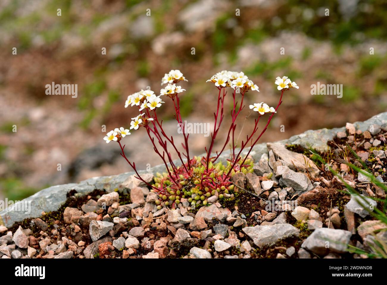 Mossy saxifrage (Saxifraga hypnoides) is a perennial herb native to France, Great Britain, Iceland and Spain mountains. This photo was taken in Somied Stock Photo