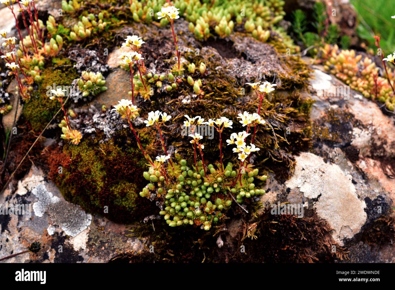 Mossy saxifrage (Saxifraga hypnoides) is a perennial herb native to France, Great Britain, Iceland and Spain mountains. This photo was taken in Babia, Stock Photo
